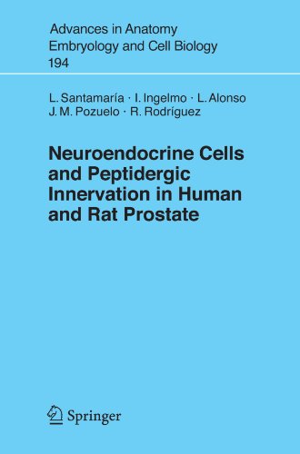 {PDF} Neuroendocrine Cells and Peptidergic Innervation in Human and Rat Prostrate Luis Santamaria, Ildefonso Ingelmo, Luc?a Alonso, Jos? Manuel Pozuelo, Rosario Rodr?guez