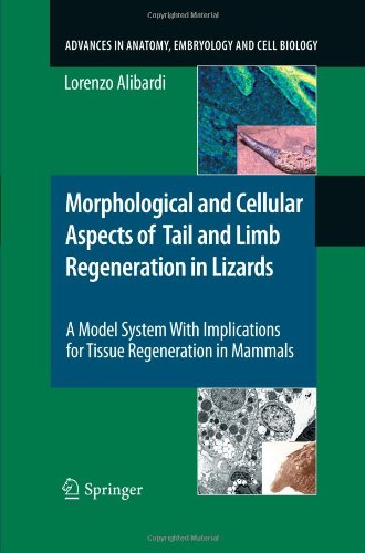 {pdf} Morphological and Cellular Aspects of Tail and Limb Regeneration in Lizards: A Model System With Implications for Tissue Regeneration in Mammals Lorenzo Alibardi (auth.)
