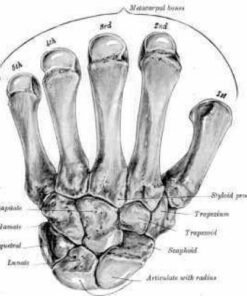 {PDF} The Probert Encyclopaedia of Medicine The Probert Encyclopaedia 87 Cheriton Avenue Southampton Hampshire SO18 5HN United Kingdom